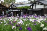 水郷潮来あやめ園の画像