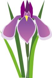 花菖蒲_イラスト
