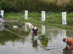 まこも植え付け(1)