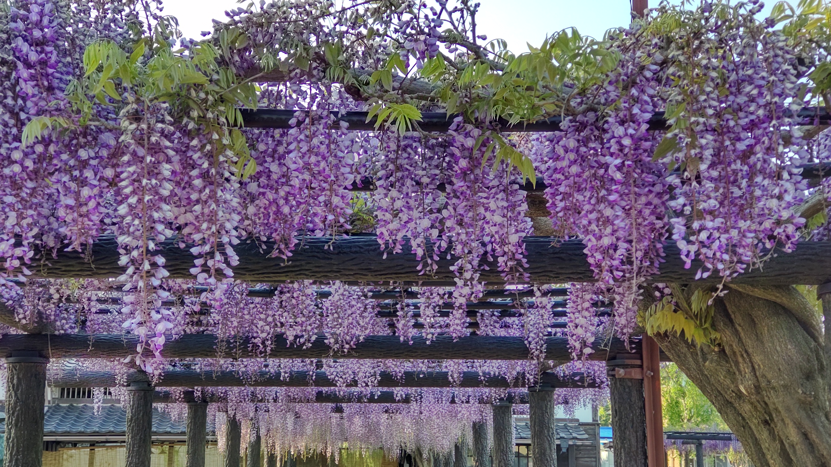 藤の花が咲き始めました 水郷潮来あやめ園 潮来市公式ホームページ 藤の花が咲き始めました 水郷潮来あやめ園 潮来市公式ホームページ