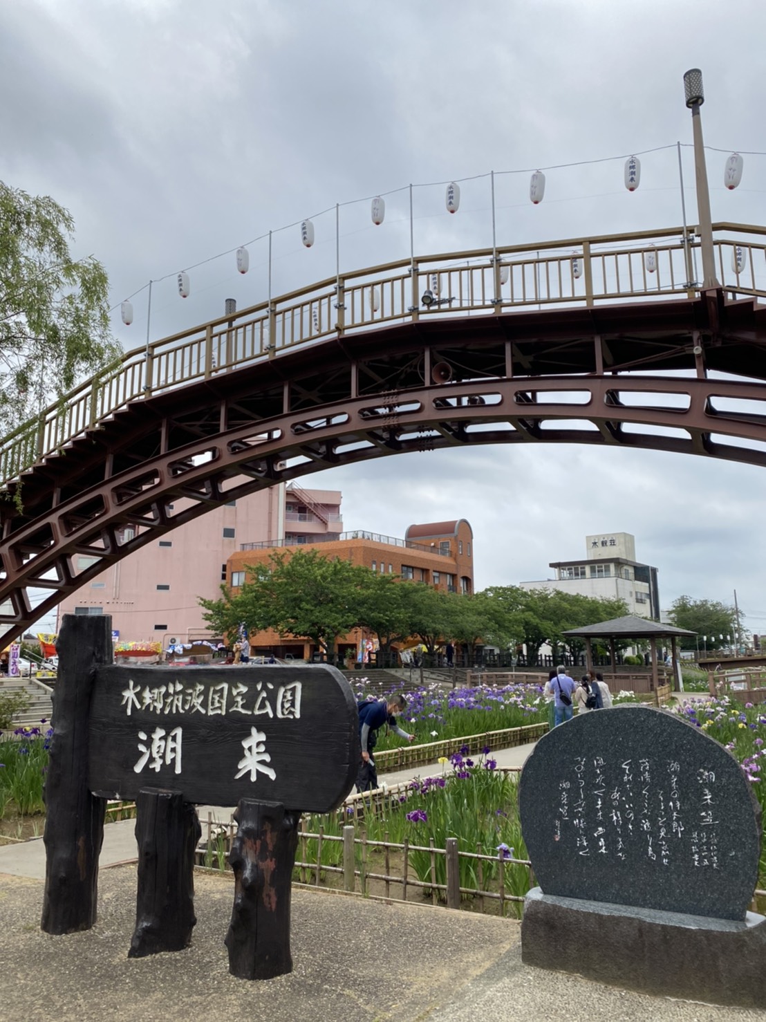 令和3年 水郷潮来あやめ園 開花情報 6月20日更新 潮来市公式ホームページ 令和3年 水郷潮来あやめ園 開花情報 6月20日更新 潮来市公式ホームページ