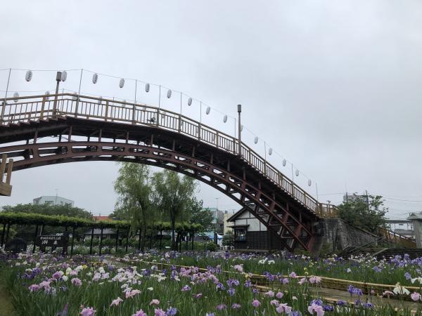 令和３年 水郷潮来あやめ園 開花情報 ６月２０日更新 潮来市公式ホームページ