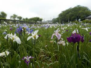 2023年5月29日あやめ園1