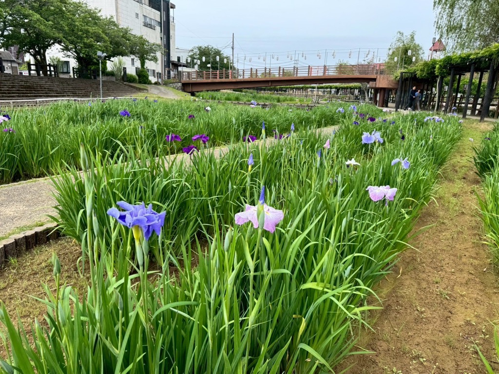 あやめ5/25