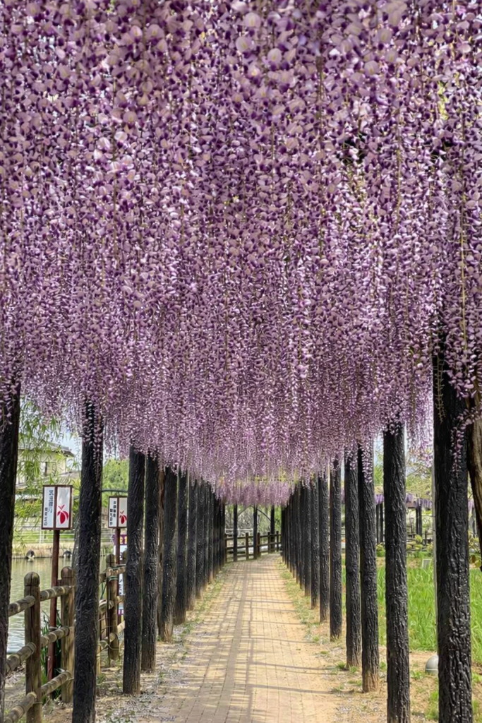 水郷潮来藤まつり ～藤浪の径～