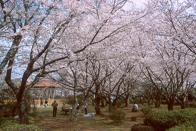 権現山公園桜まつり1大