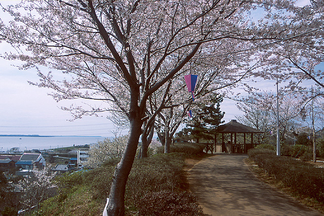 権現山公園桜まつり2大