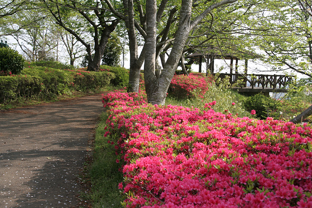 権現山公園3大