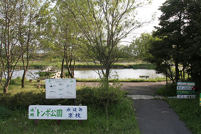 水郷トンボ公園1大