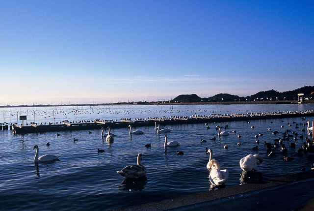 白鳥の飛来3大