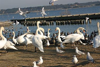 白鳥の里（北浦湖岸）に集まる水鳥たち